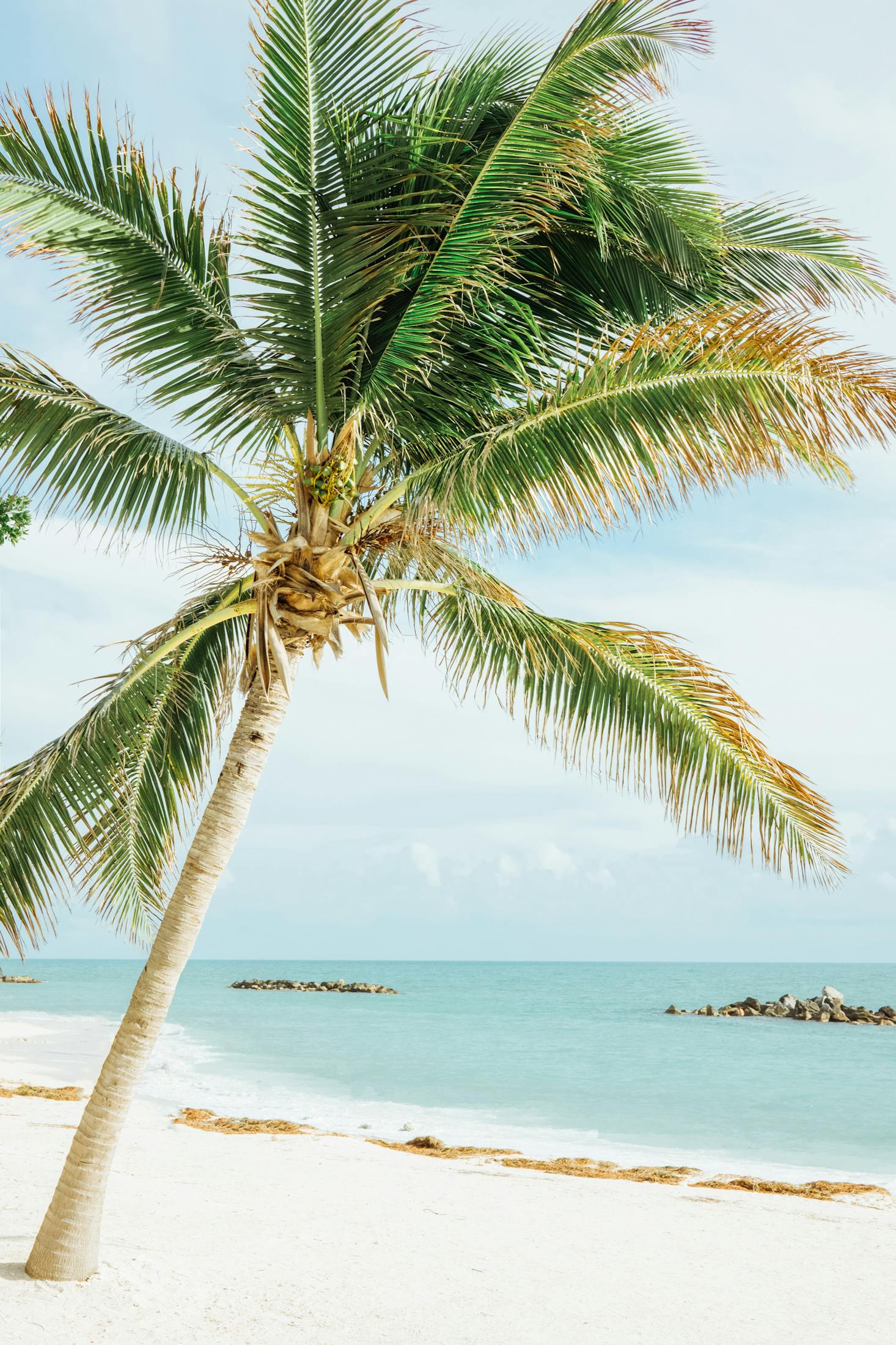 A large palm tree lines the shore at the beach in Key West, Florida