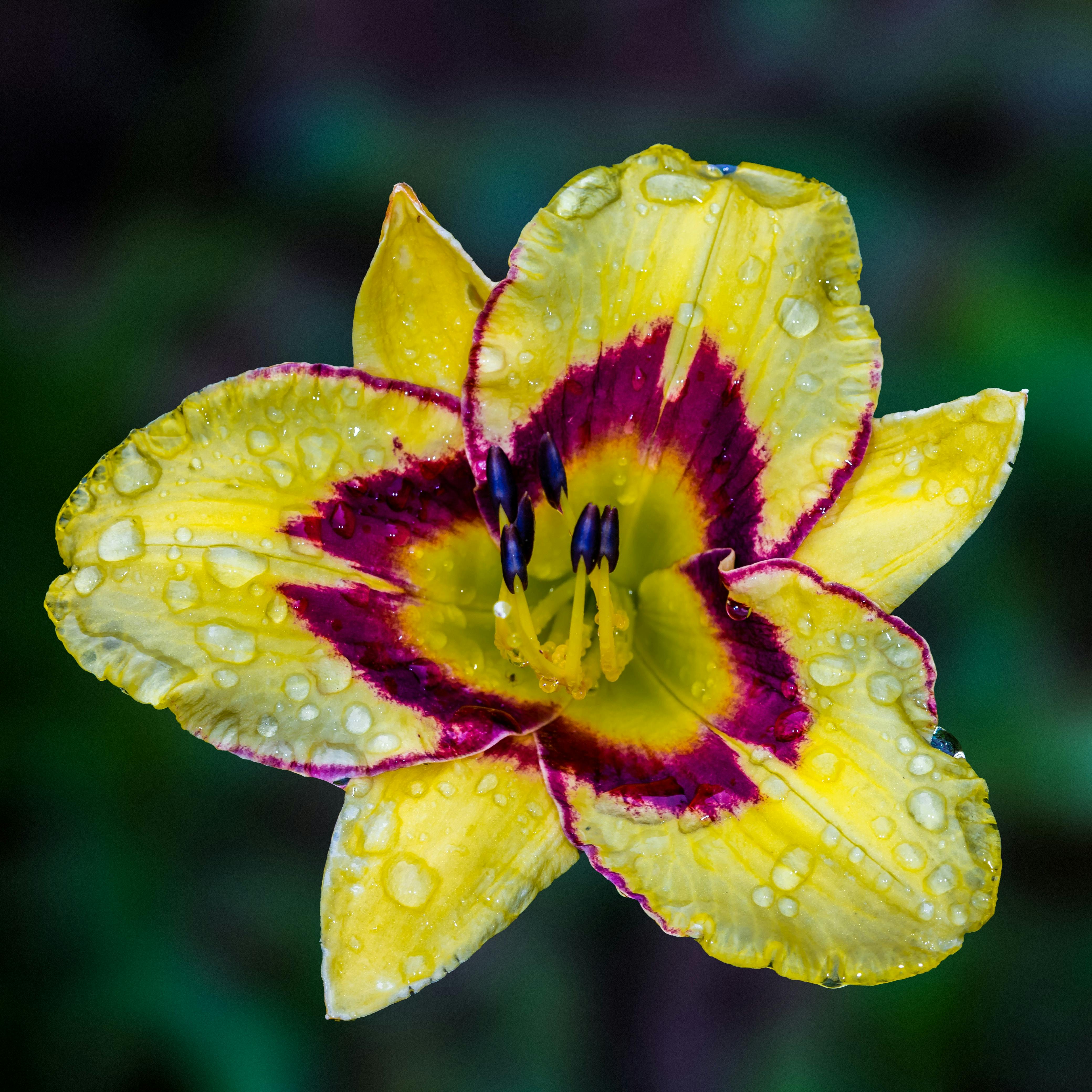 Flower at Daecheon Beach near Seoul