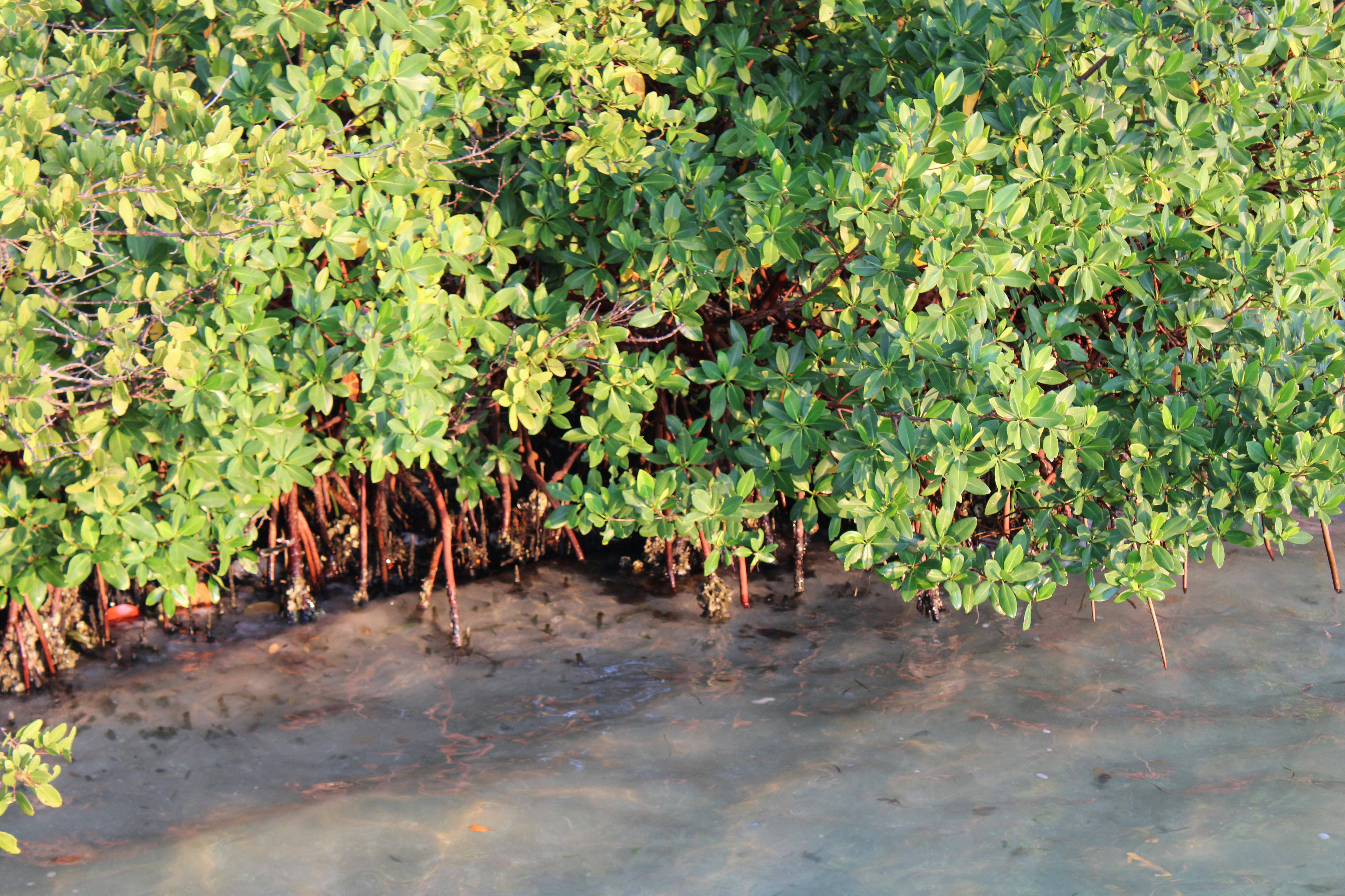 Oleta River State Park mangrove forest