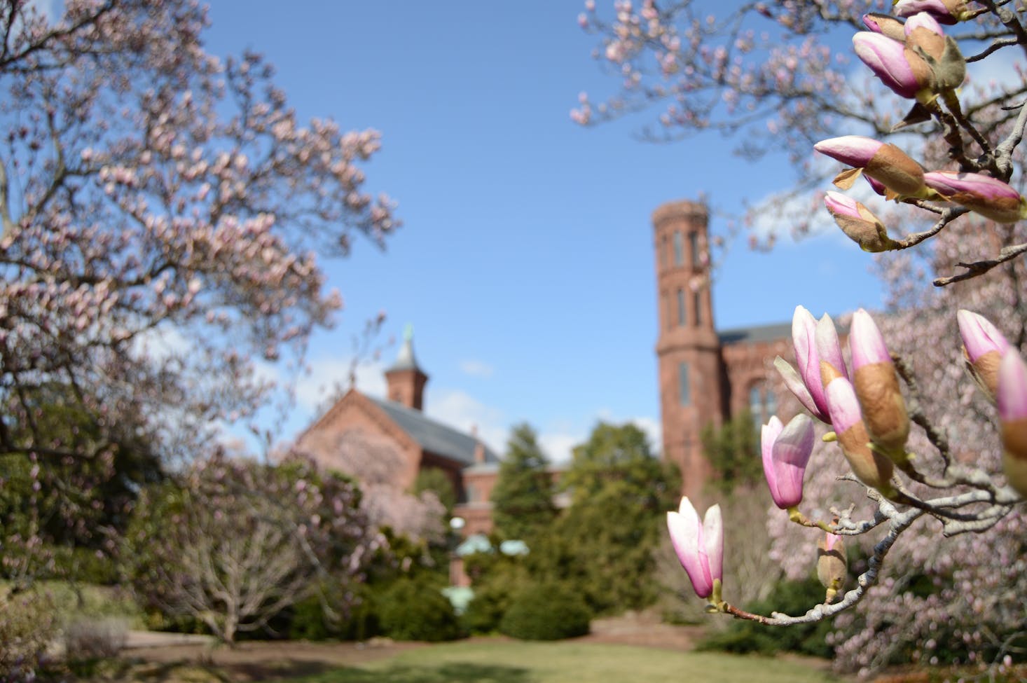 A look at one of the many Smithsonian museums from a distance, with green grass and foliage popping into the picture