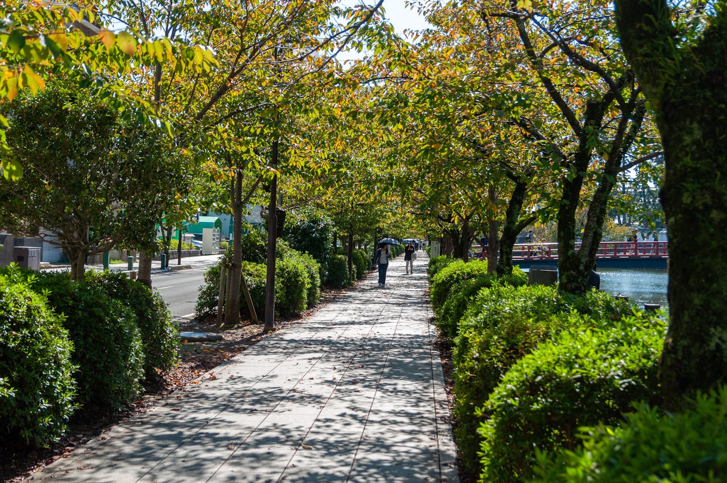 Tree-lined path in Odawara, Japan