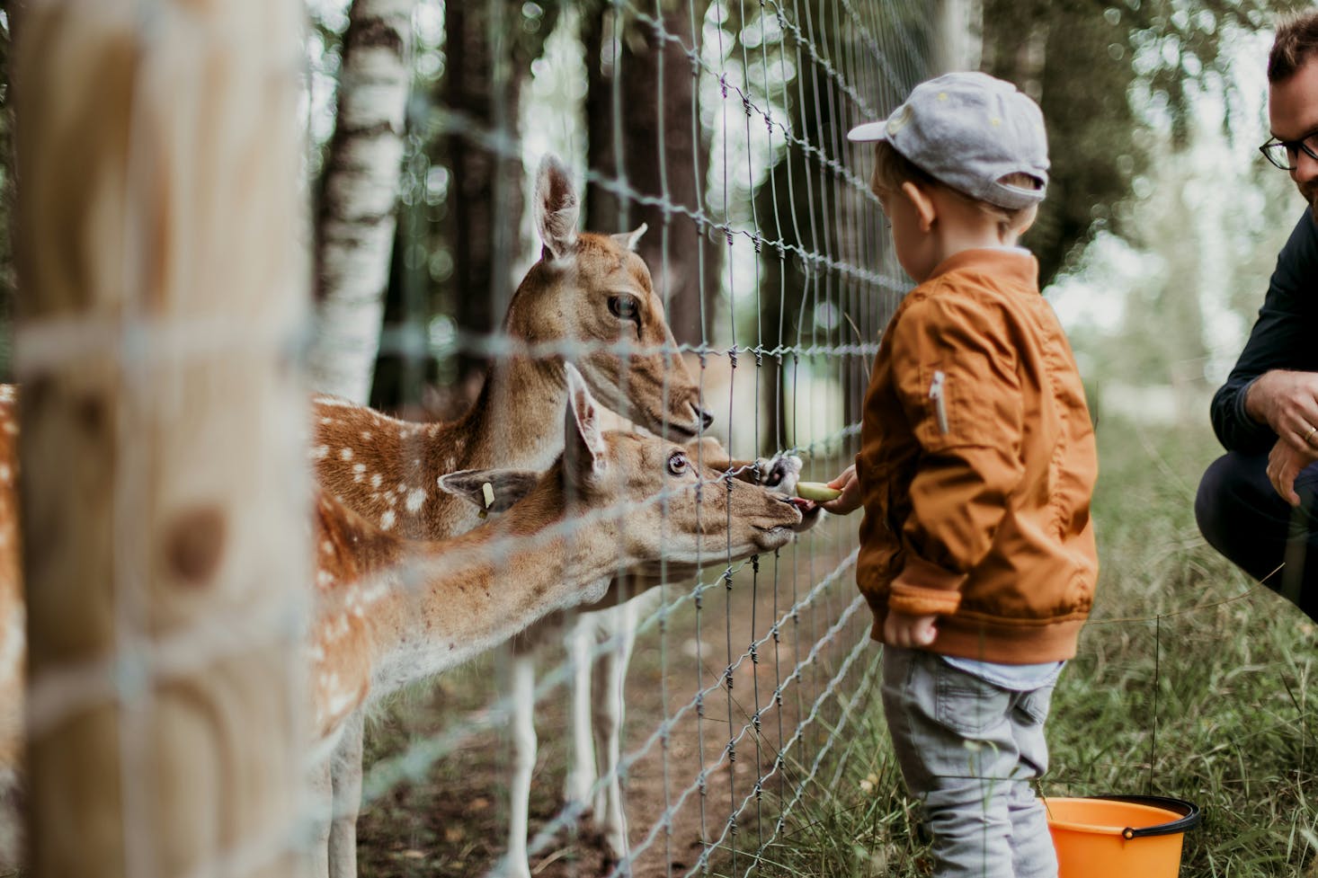 Un bambino che dà cibo ai cervi in uno zoo.