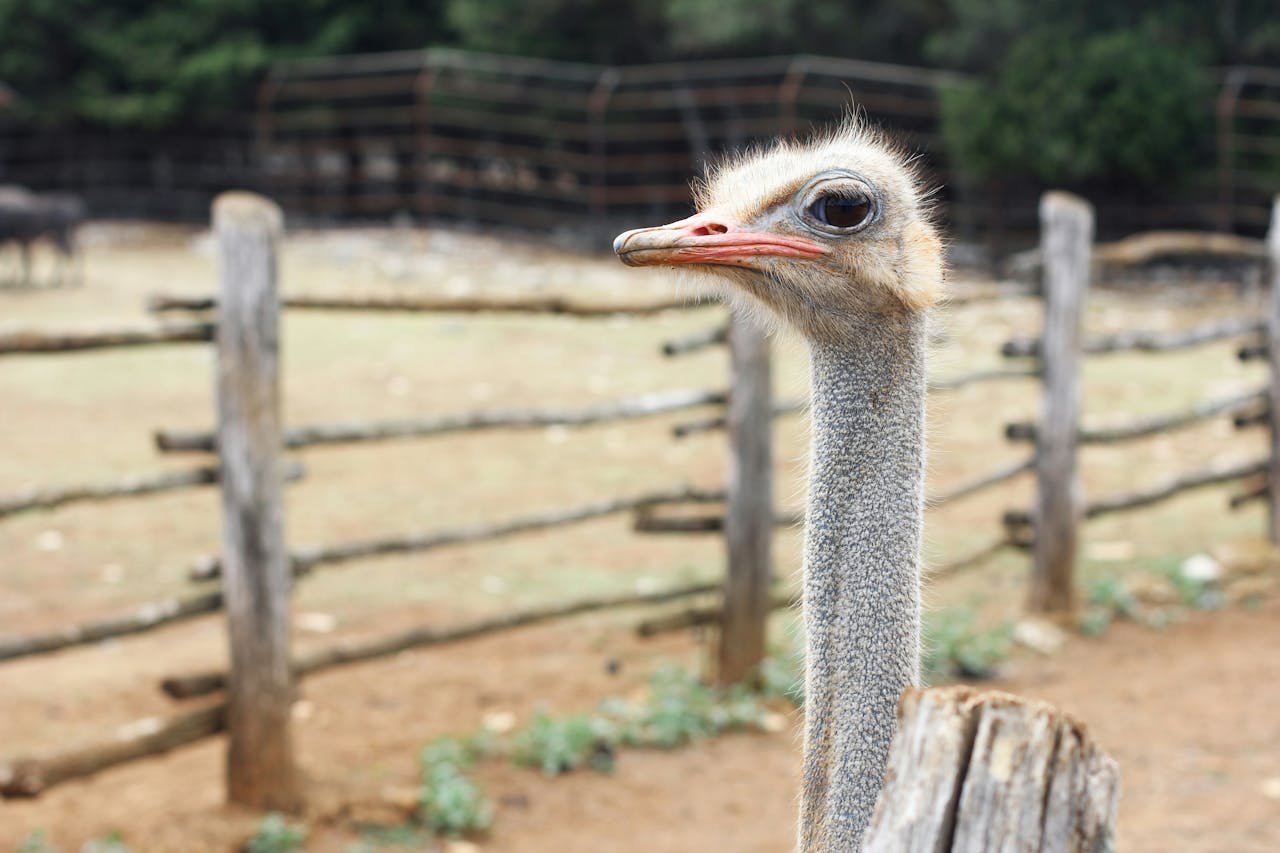 An ostrich in an enclosure looking straight into the camera