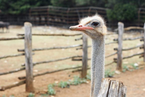 An ostrich in an enclosure looking straight into the camera