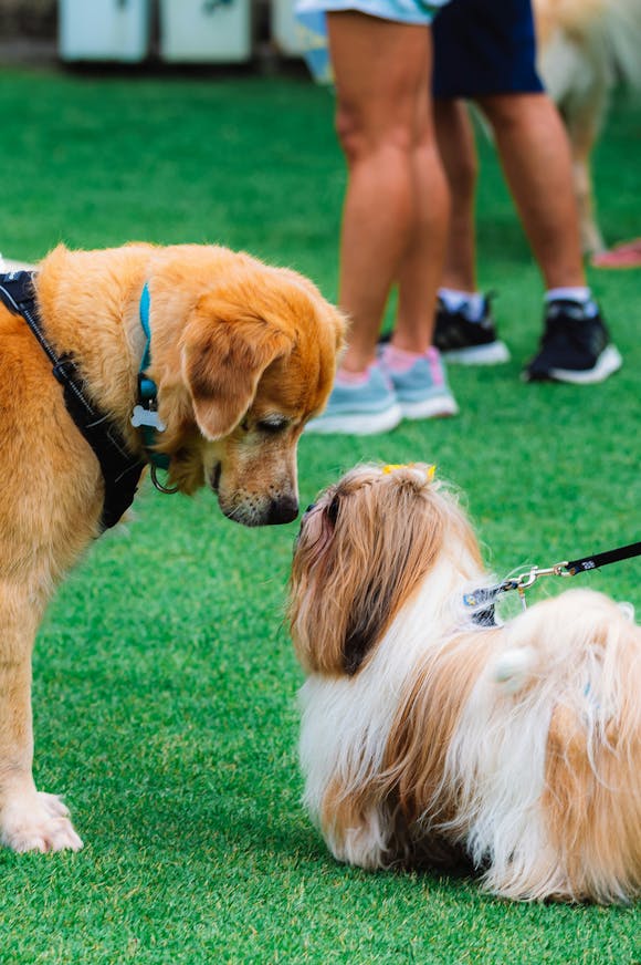 Two leashed dogs sniffing each other at Crufts