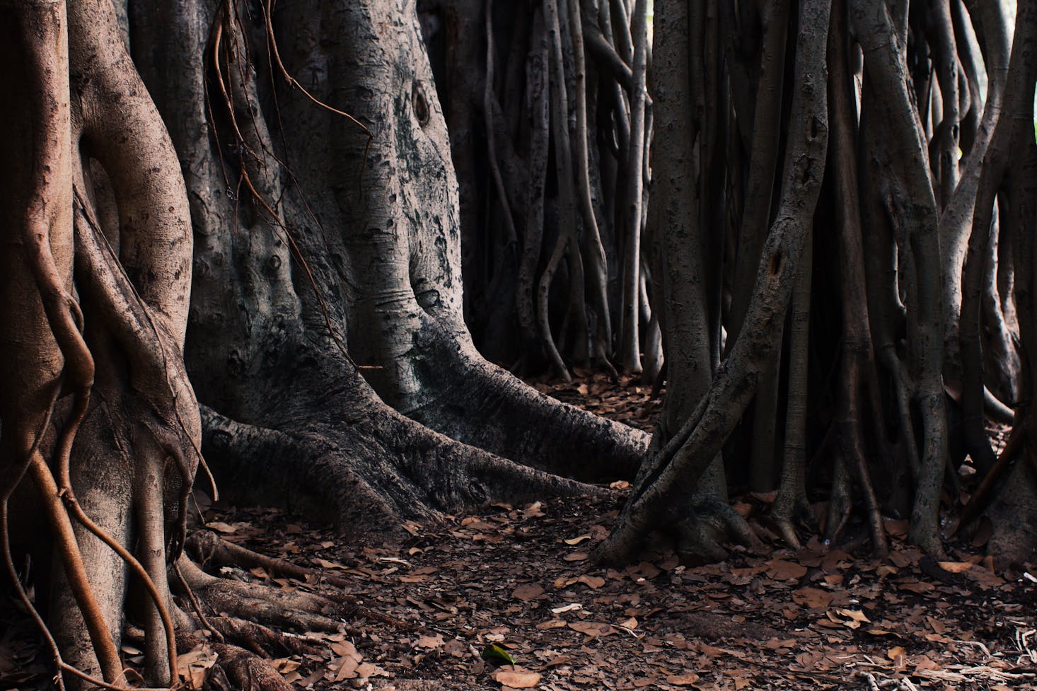 Hiking in Brisbane