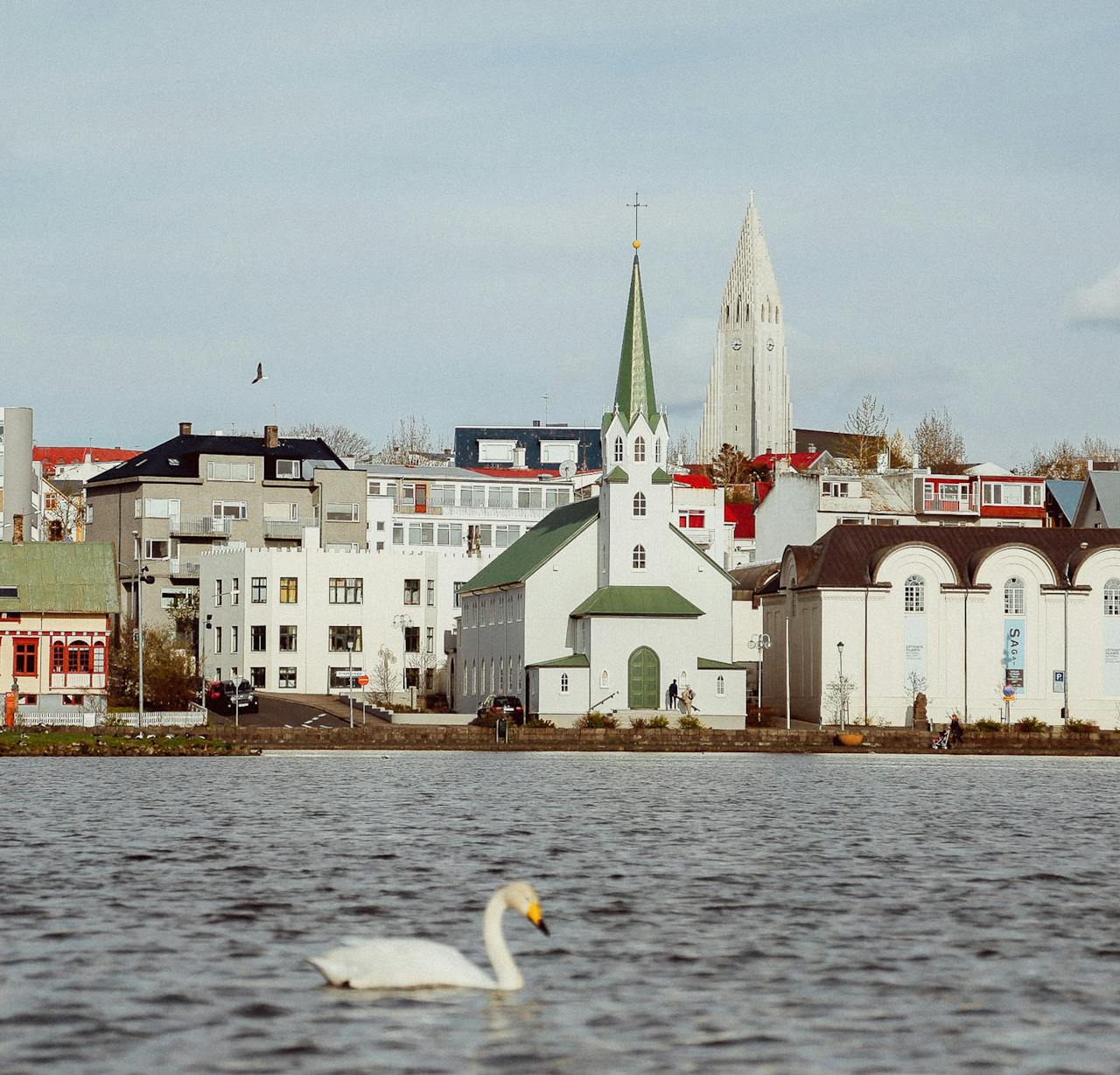 Swan in the waters of the Reykjavik city center Swan in the waters of the Reykjavik city center