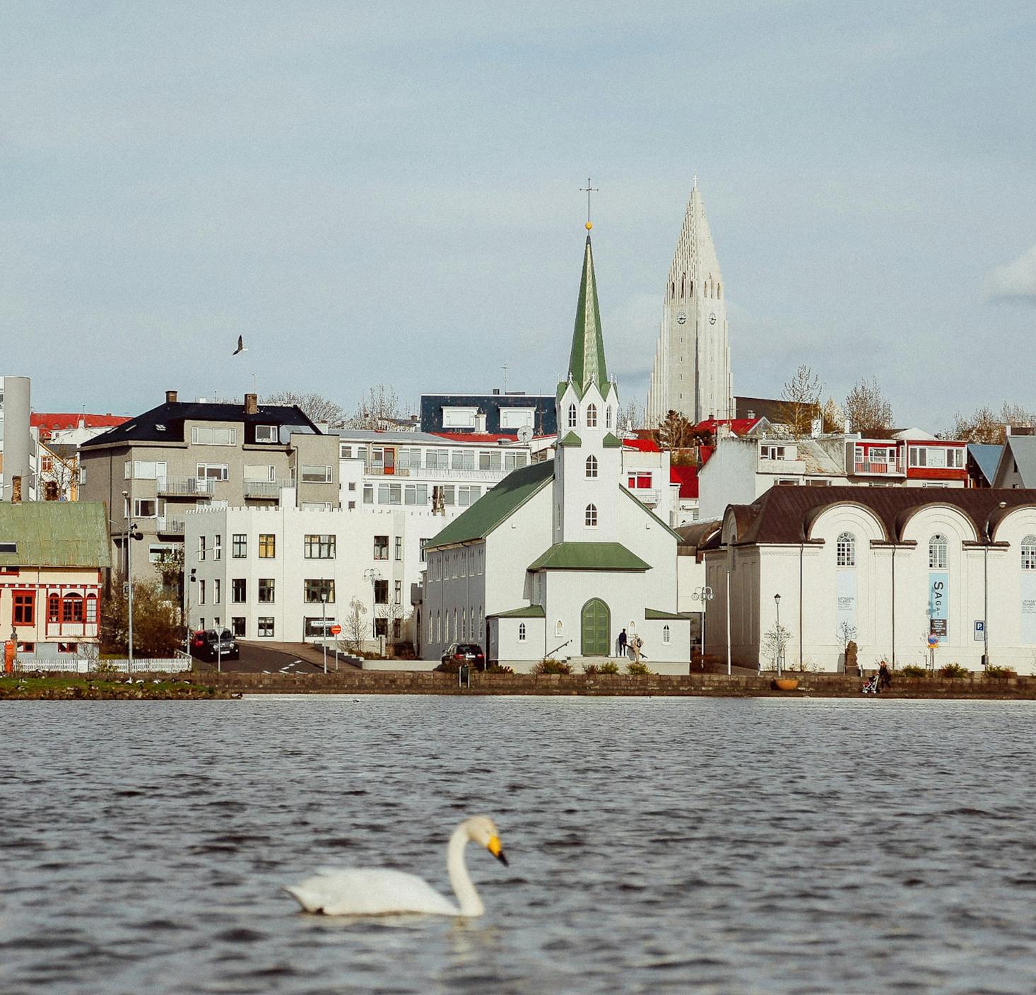 Swan in the waters of the Reykjavik city center