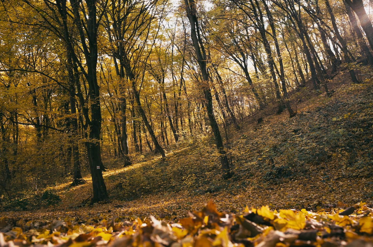 Forest outside Budapest