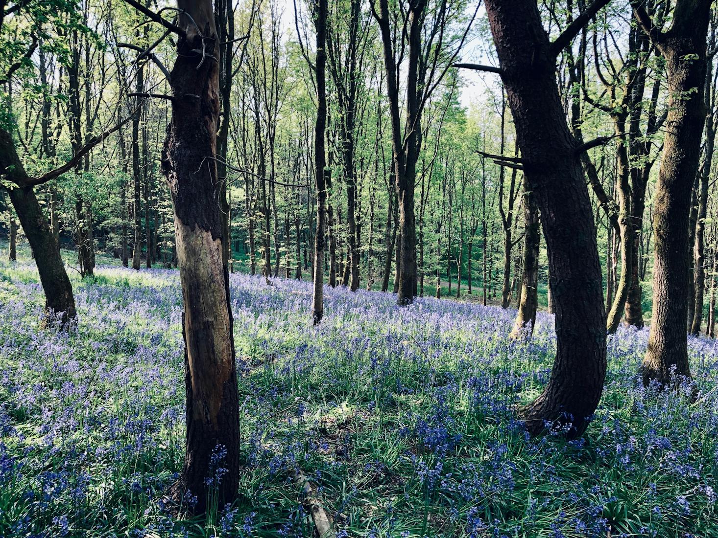 Forest hikes in Bath, UK