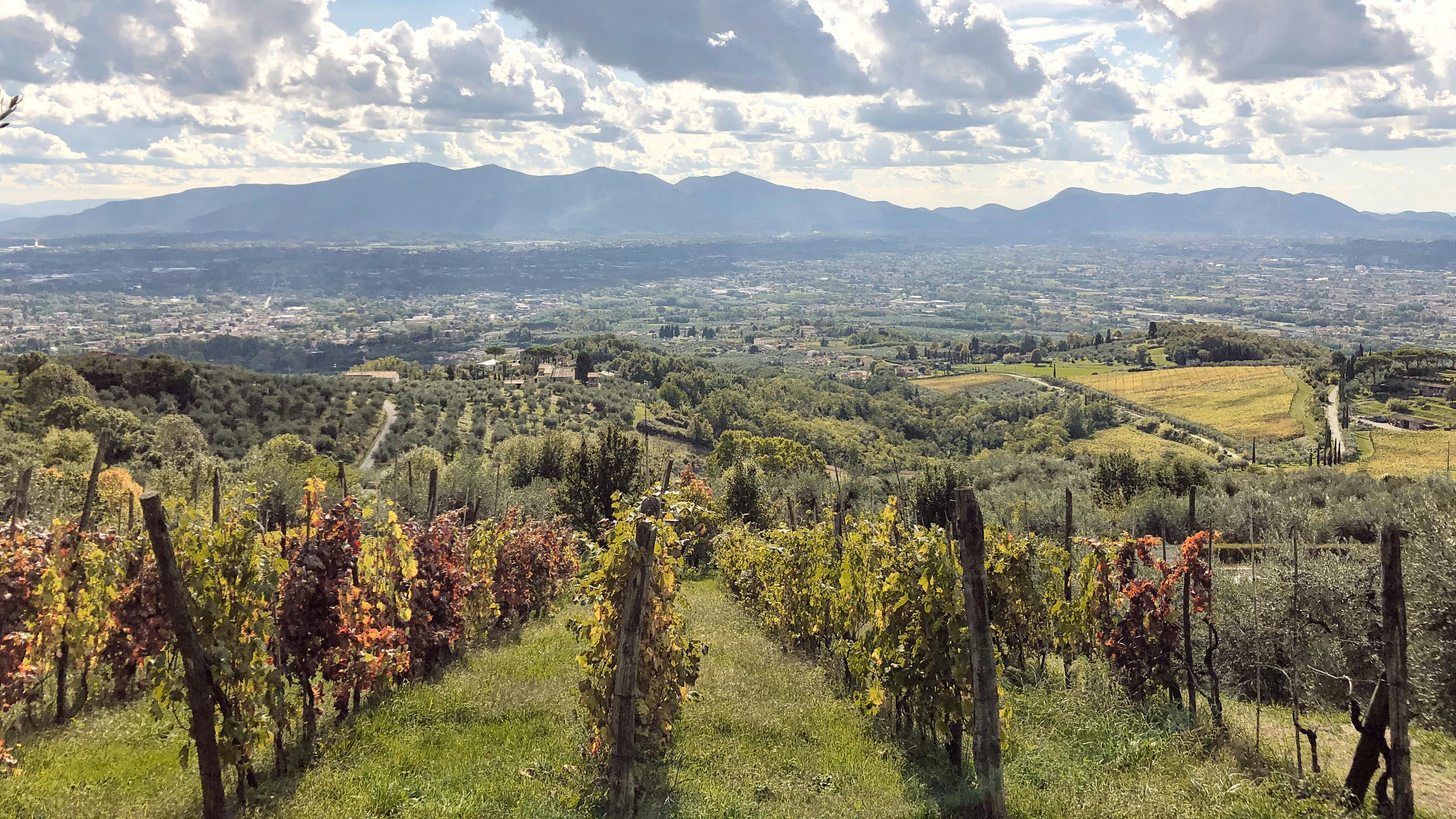 Best wine tours near Pisa