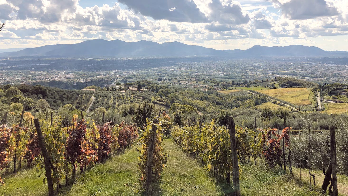 Best wine tours near Pisa