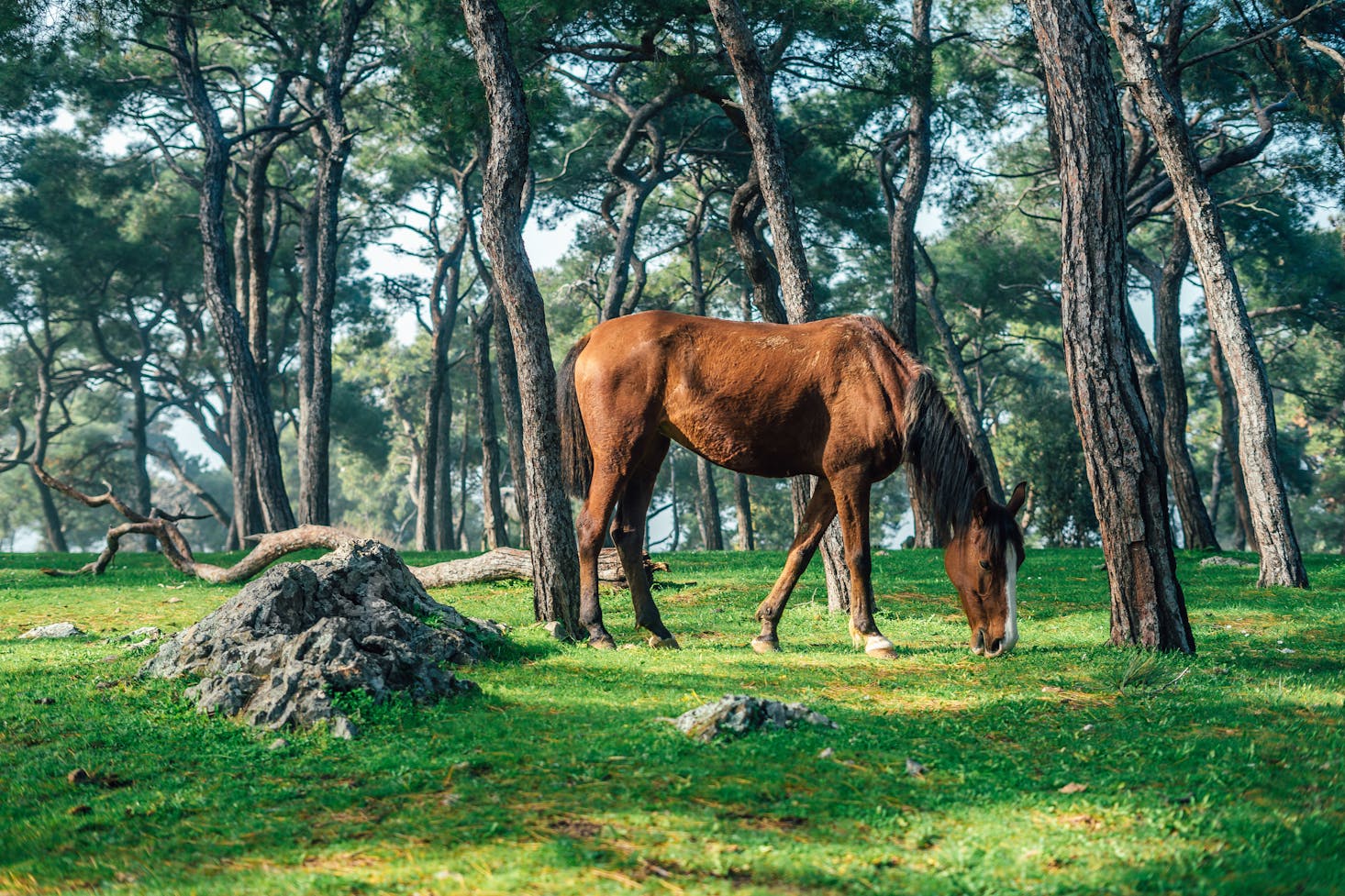 Day trips from Istanbul to Princes Islands