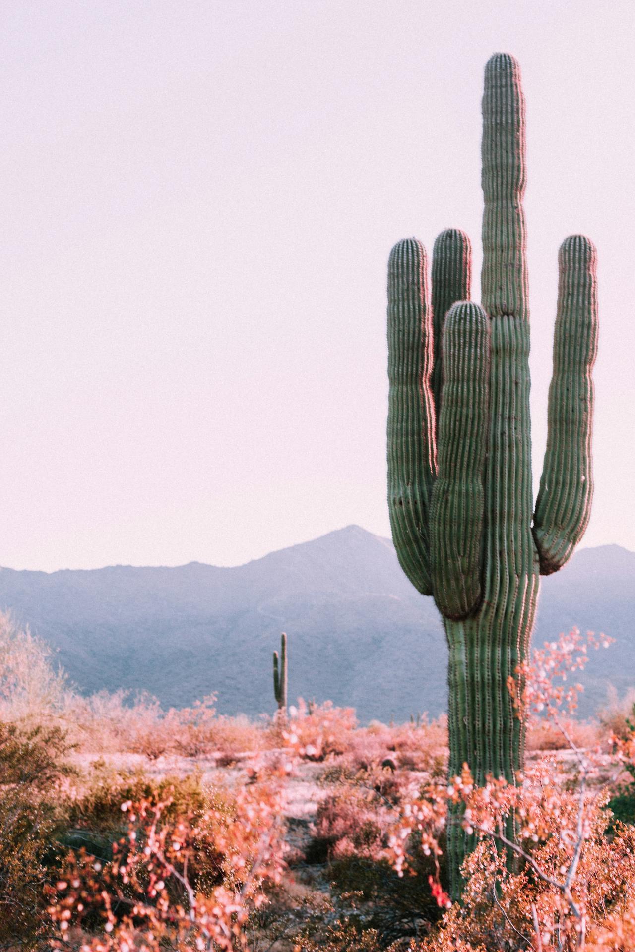 Large cactus with mountains in the distance in Phoenix, Arizona Large cactus with mountains in the distance in Phoenix, Arizona