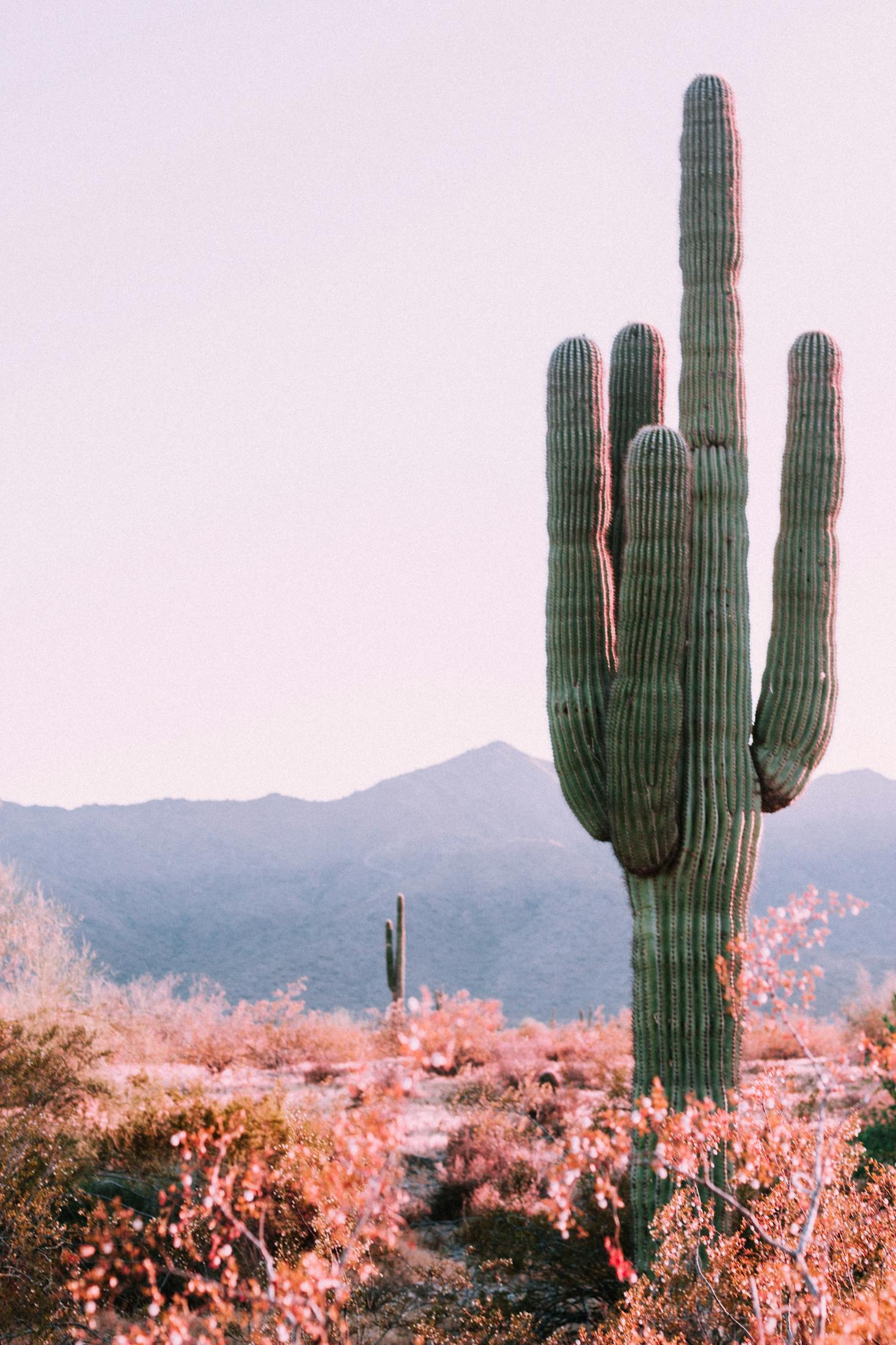 Large cactus with mountains in the distance in Phoenix, Arizona