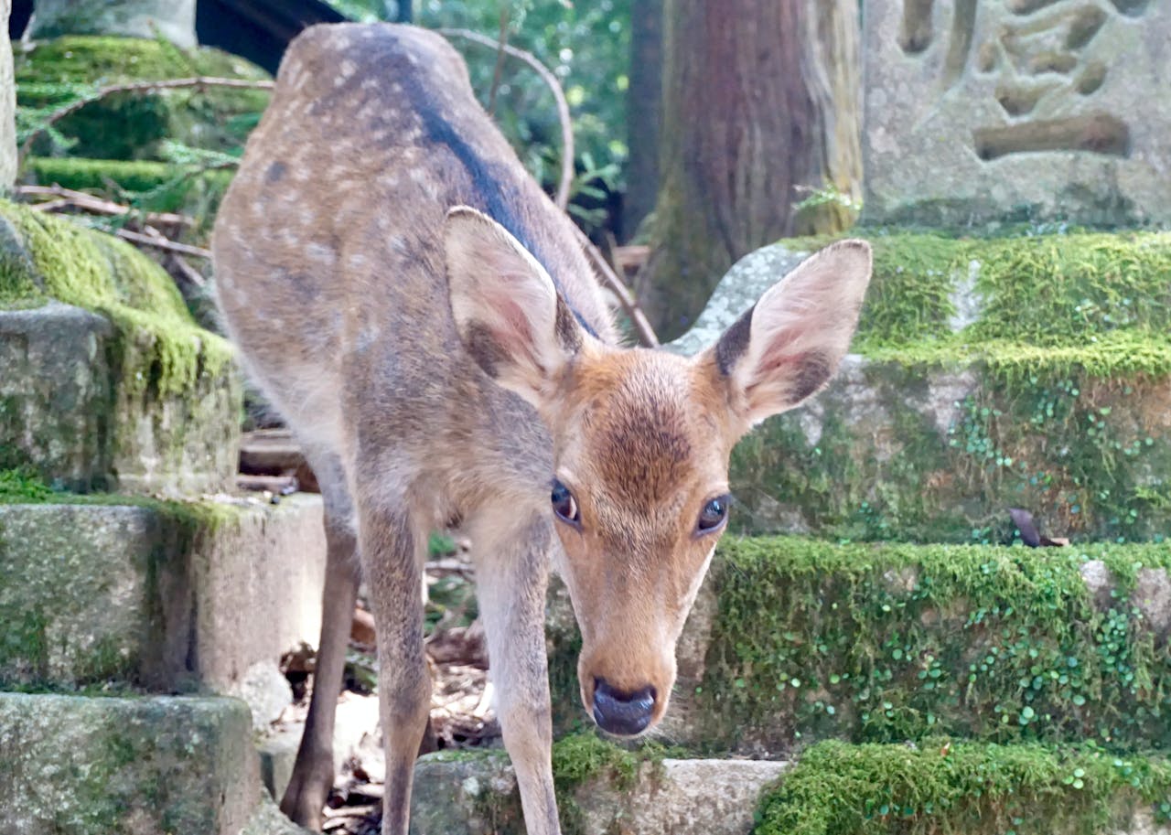 Nara, Japan