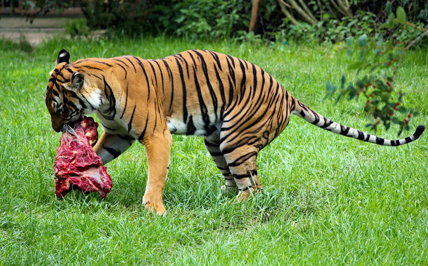 Tiger in Prague zoo