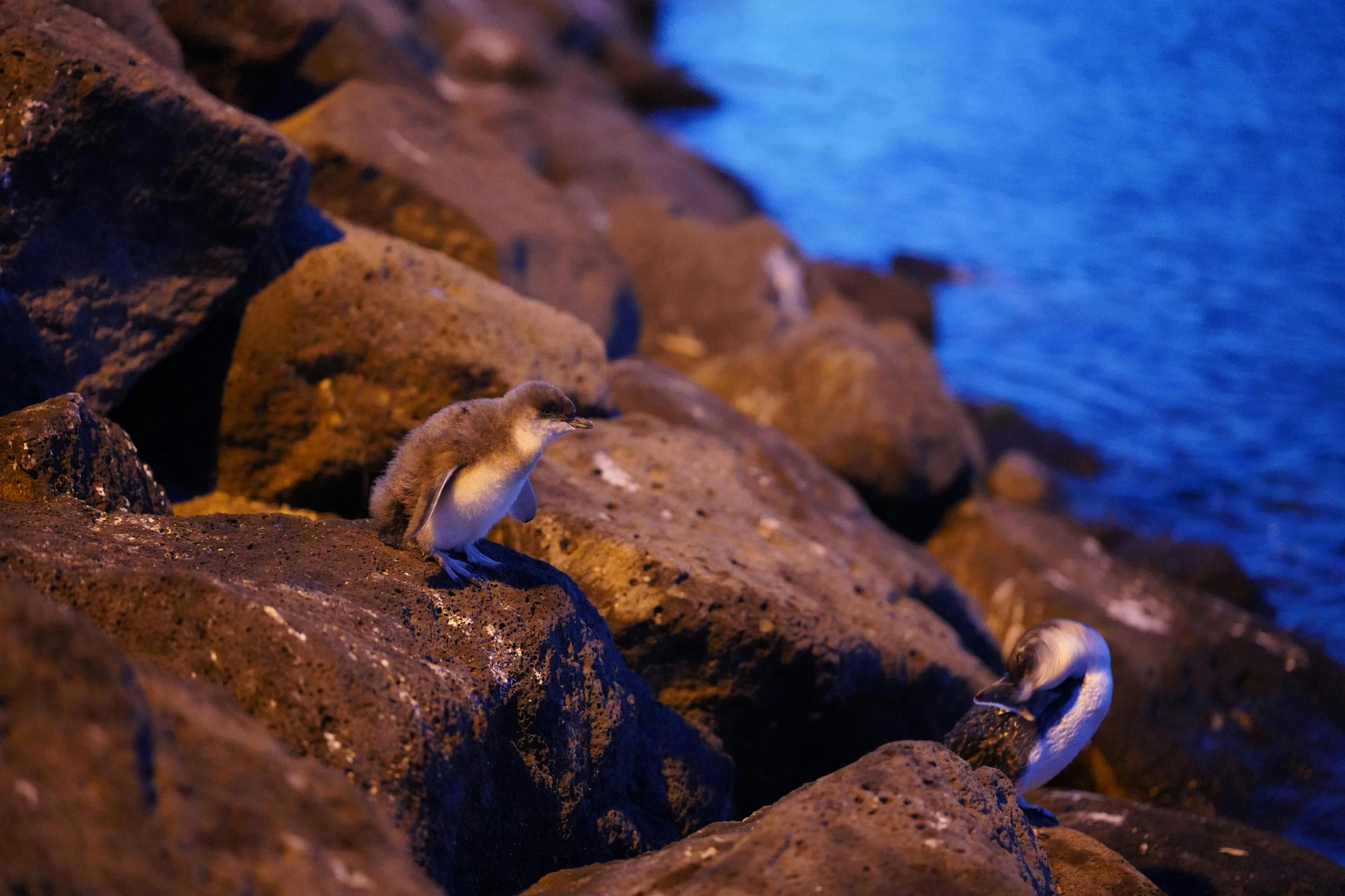 Penguins at St Kilda Beach