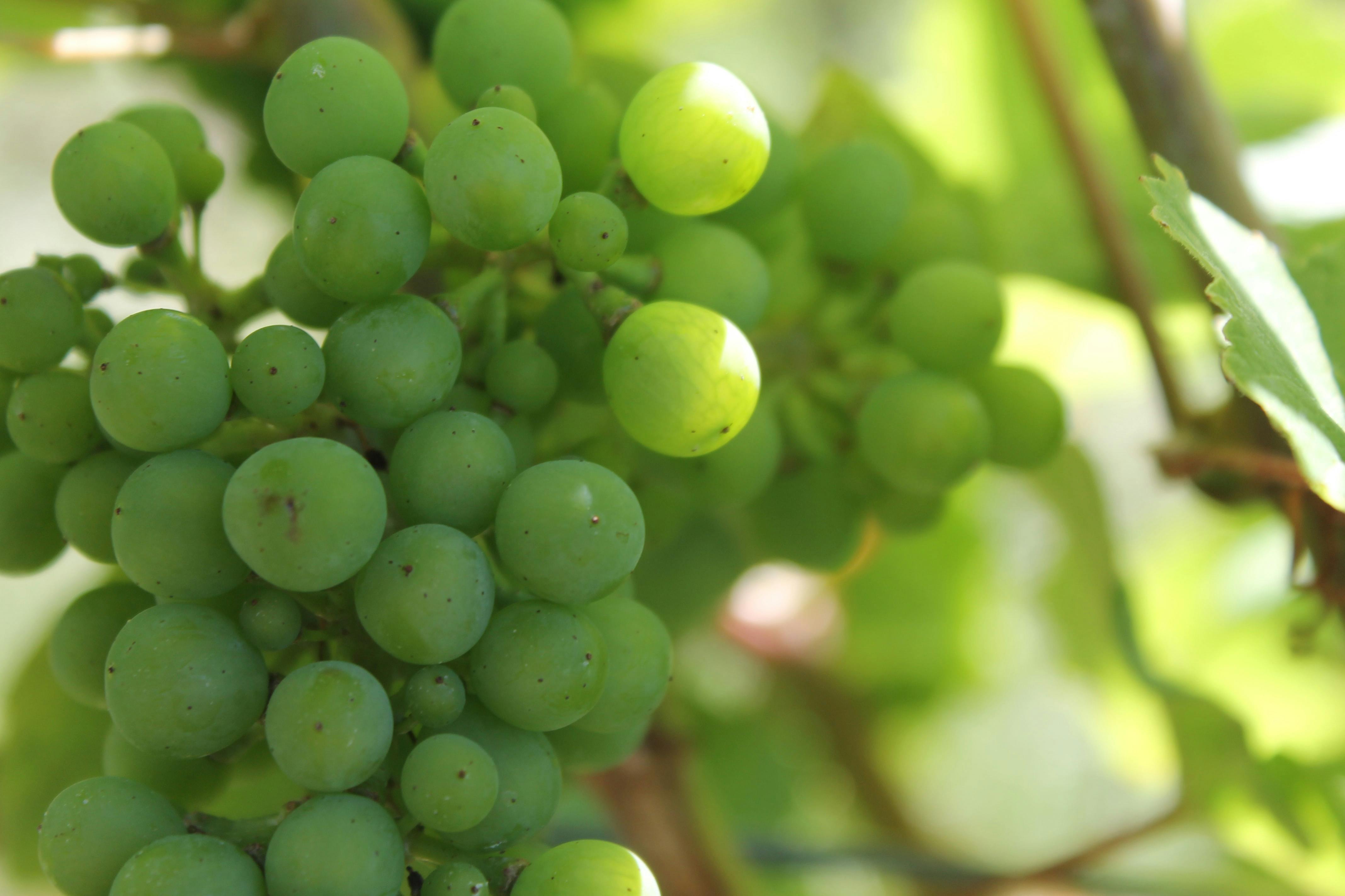Best places for wine tasting in Strasbourg