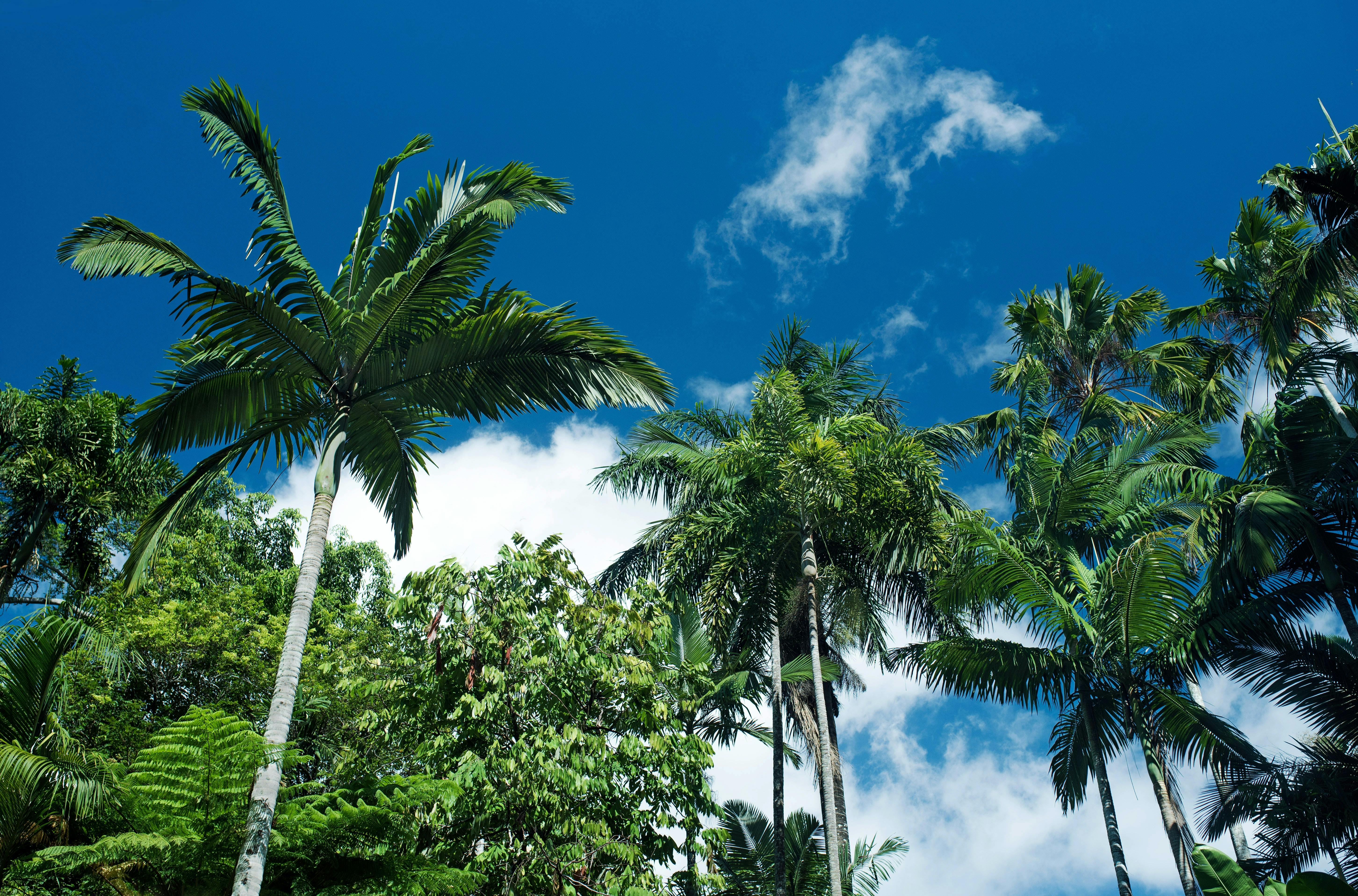 Cairns Botanic Gardens