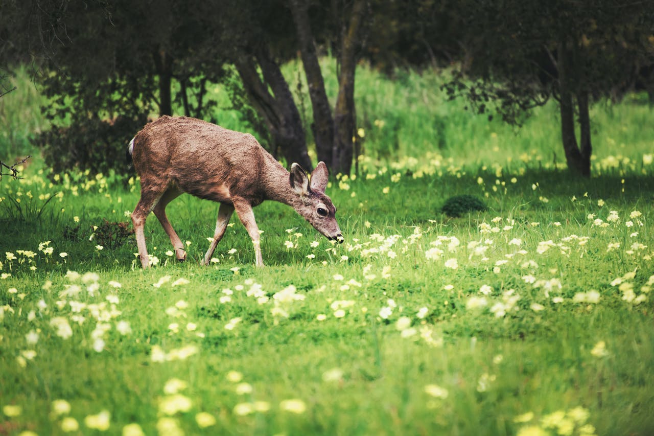 Camarillo, California