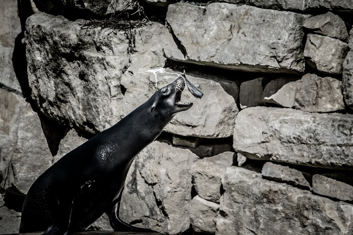 Sea lion at Dublin zoo