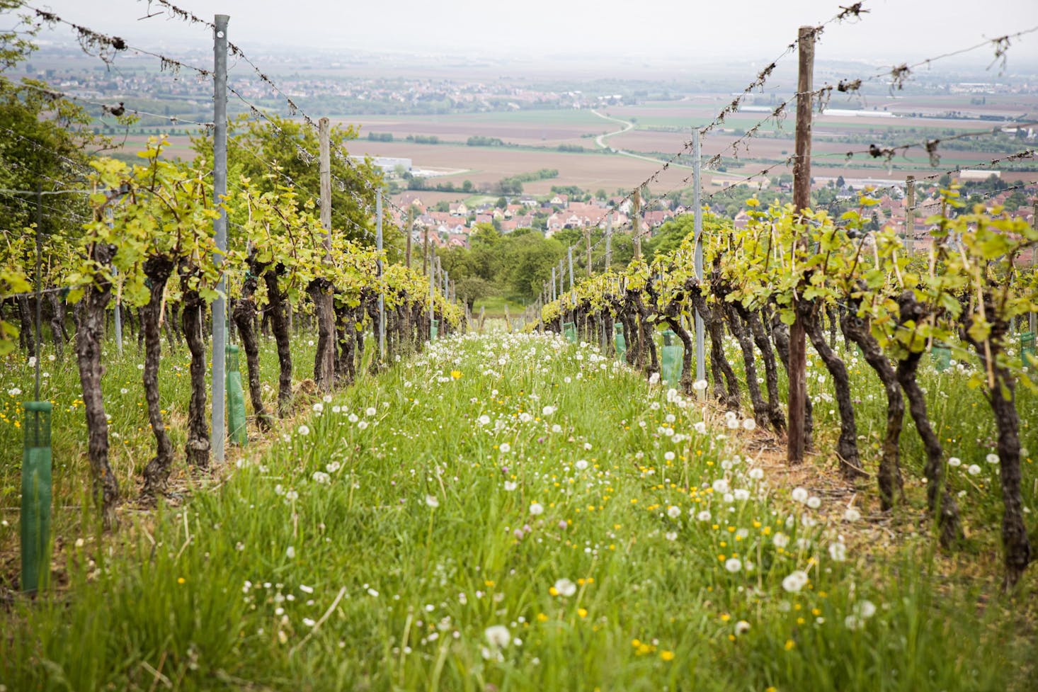 Day trips from Strasbourg to the Alsace wine route
