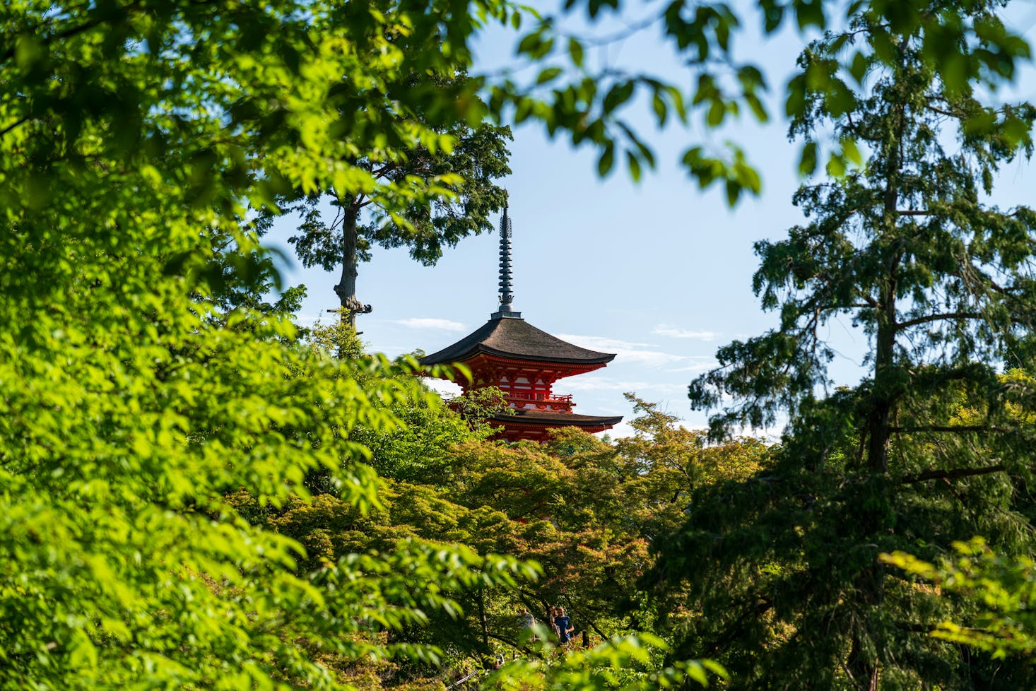 Leafy green trees with the top of the Kiyomizu-dera Temple peeking through