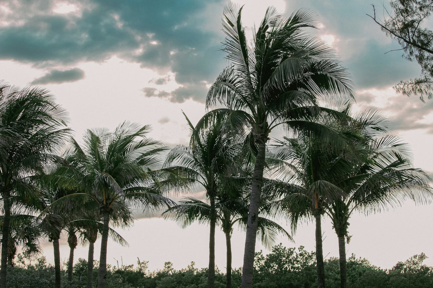 Swaying palm trees on a cloudy layover in Fort Lauderdale