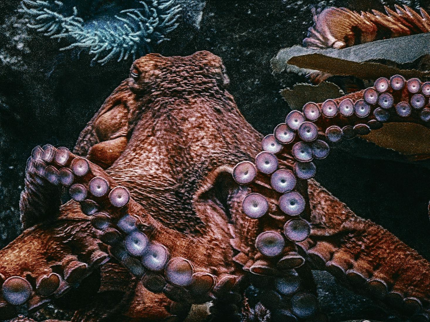 Close-up of an octopus at the Dallas World Aquarium