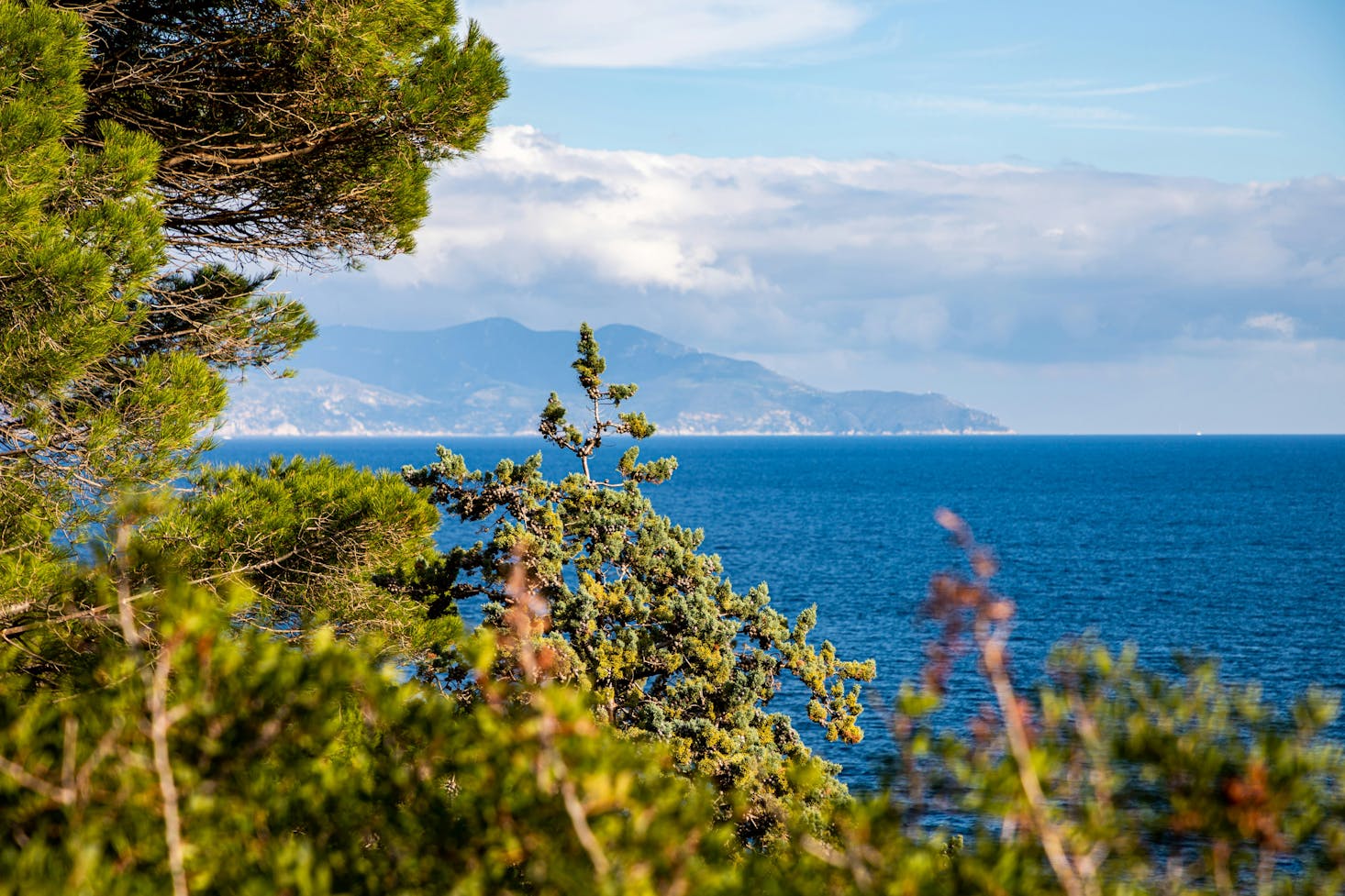 Verde in primo piano, mare blu dietro e Isola del Giglio sullo sfondo, con cielo azzurro