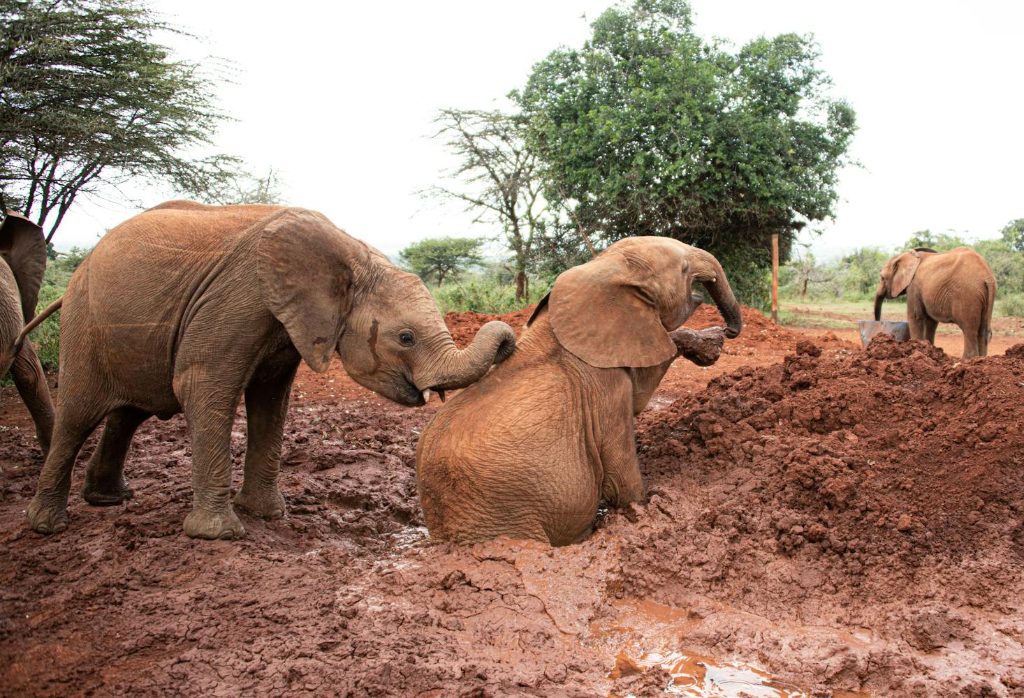 Elephants playing in the mud at the Sheldrick Wildlife Centre in Nairobi