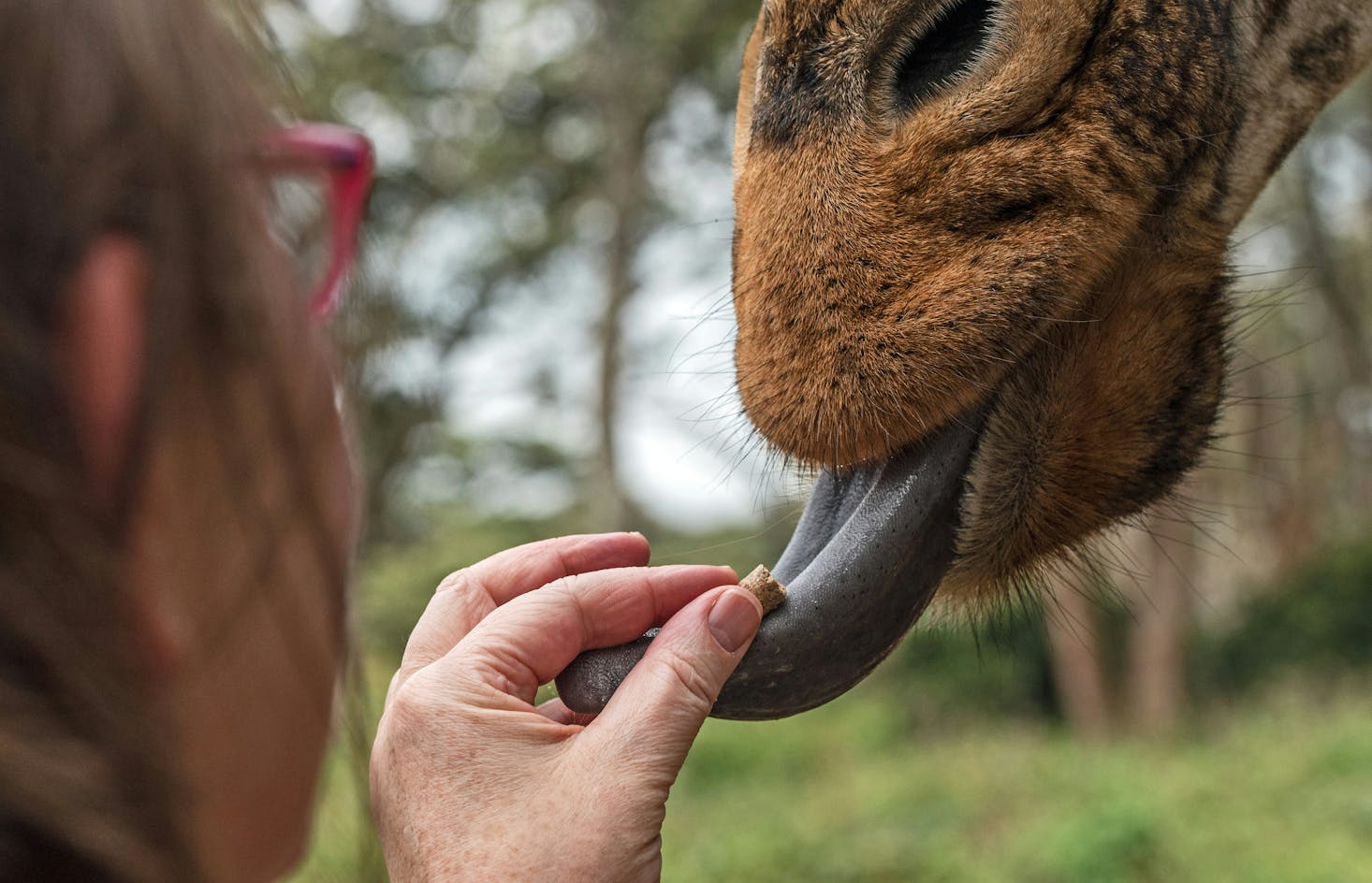 A person feeding a giraffe at Nairobi's Giraffe Centre