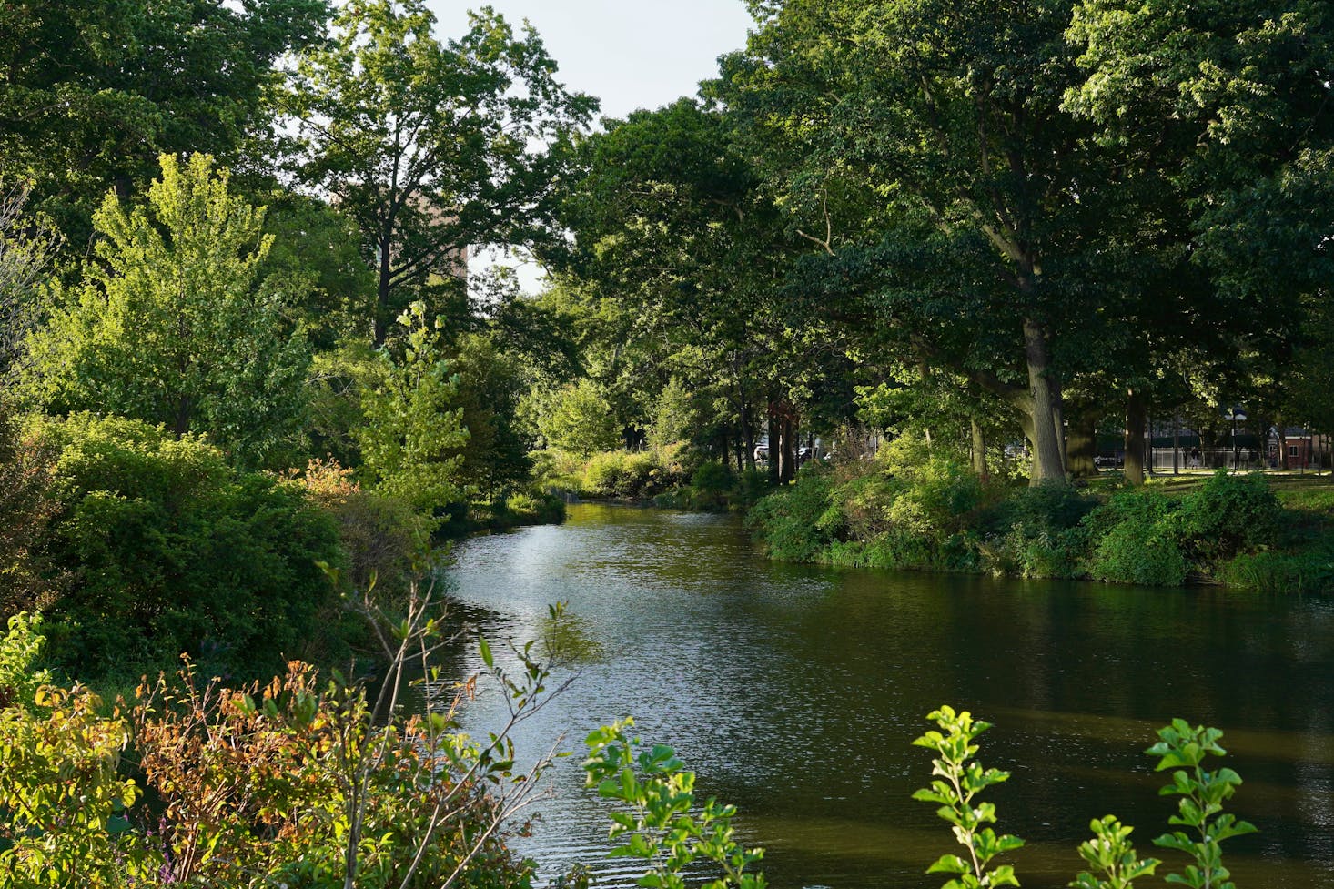 A leafy-green park with a lake in Boston