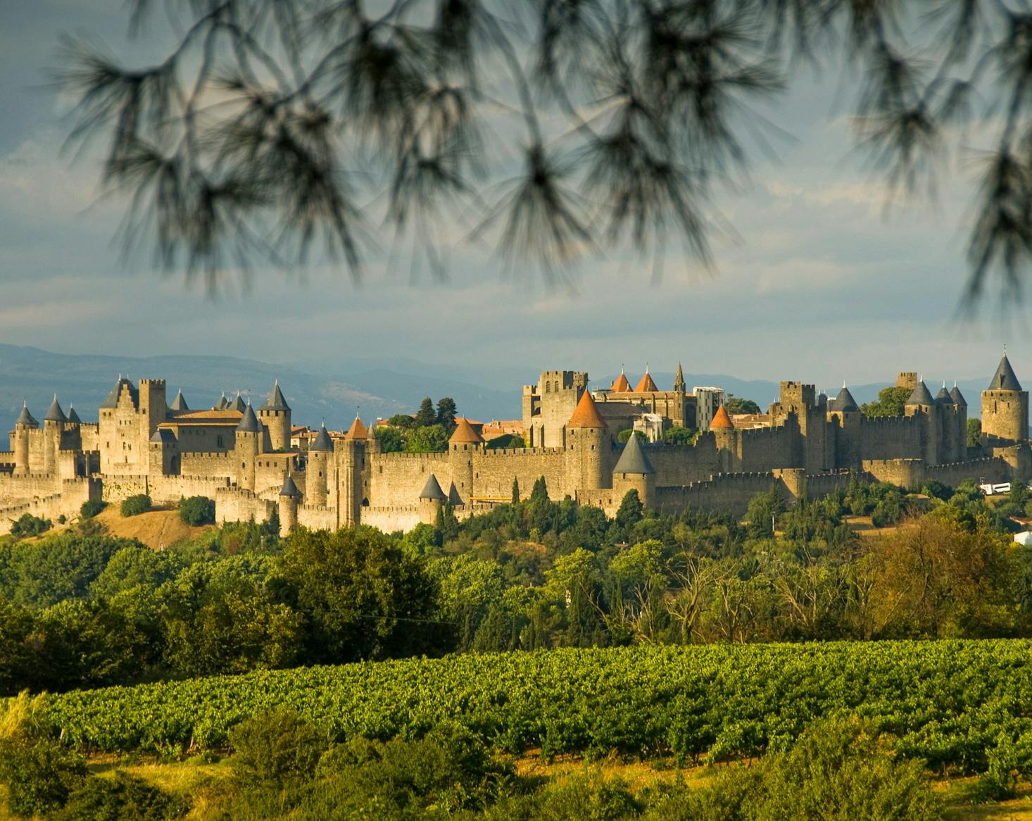 Cité medievale di Carcassonne da lontano, con vegetazione in primo piano e cielo azzurro sullo sfondo