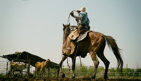 Cowboy on horseback skillfully handling a lasso near cattle under a clear sky