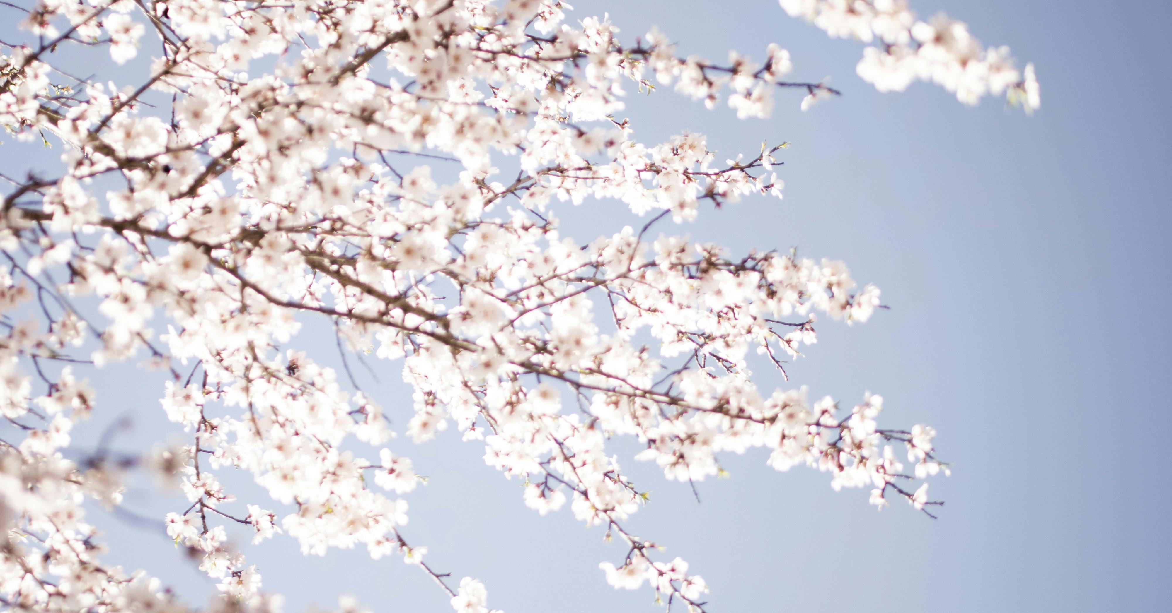 Macon Cherry Blossom 2025