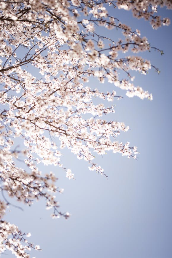 Beautiful Yoshino cherry tree in full blossom under a clear blue sky