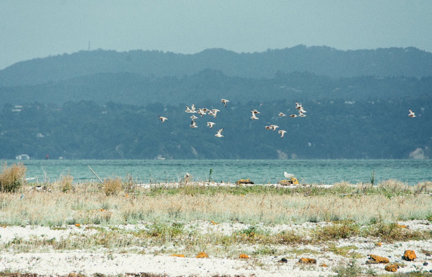 The beach at Ambury Regional Park in Auckland