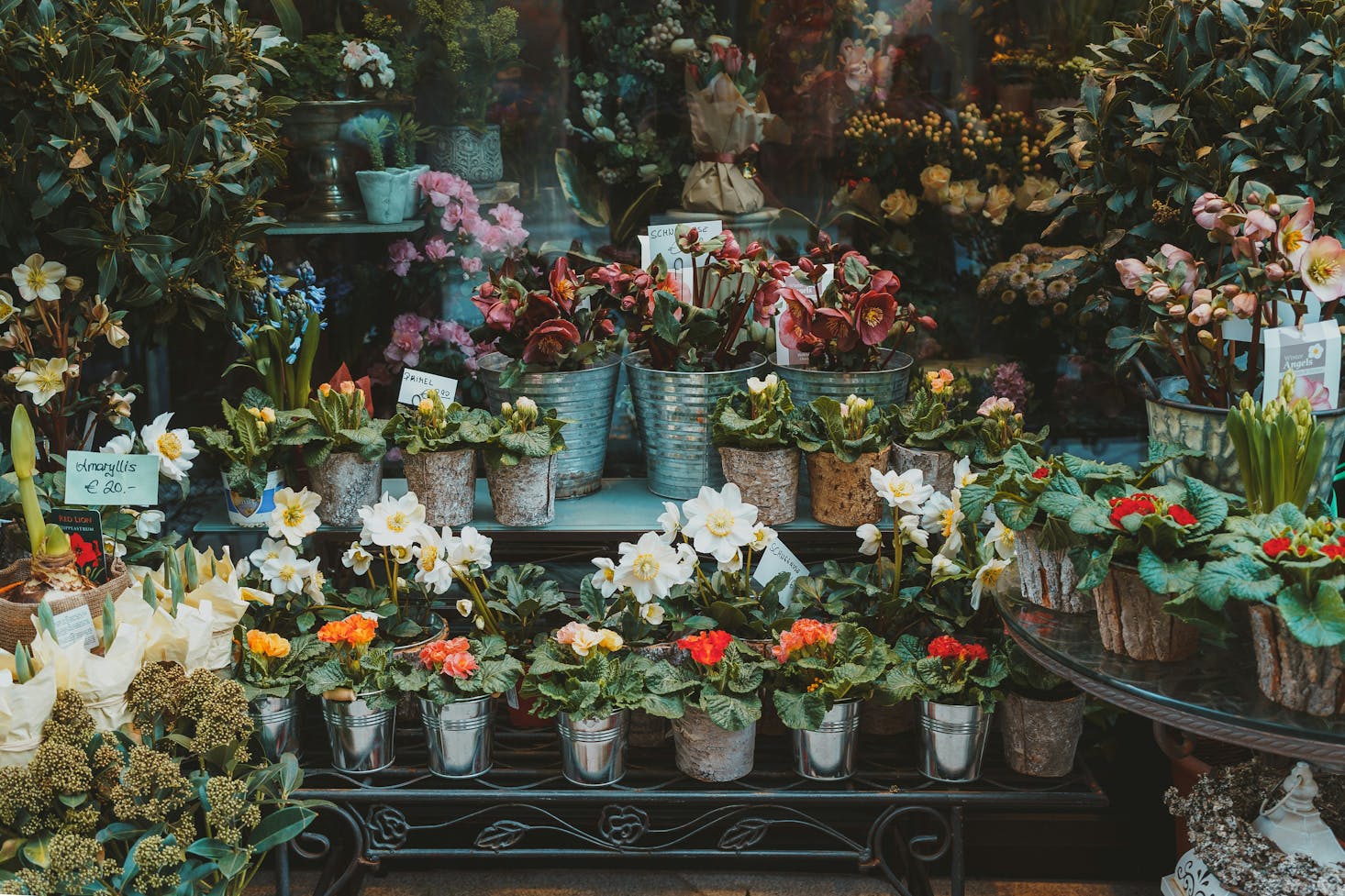 A colorful display of plants for sale in Vienna