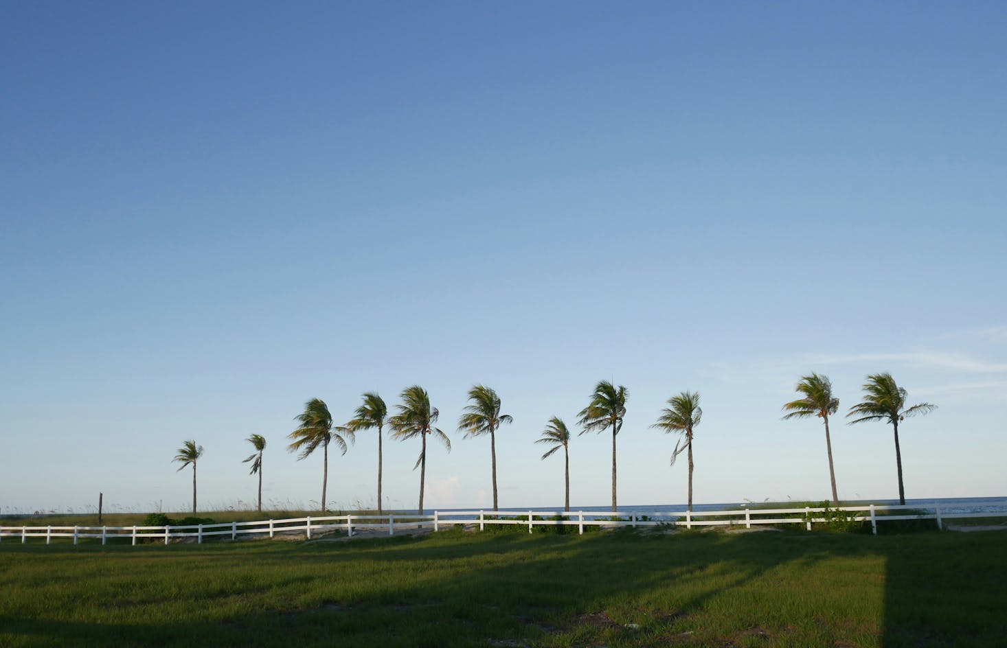 A line of palm trees blowing in the wind in Fort Lauderdale