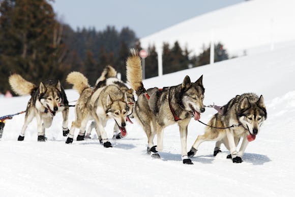 Sled dogs racing on a snowy path, with trees and snowy mountains in the background