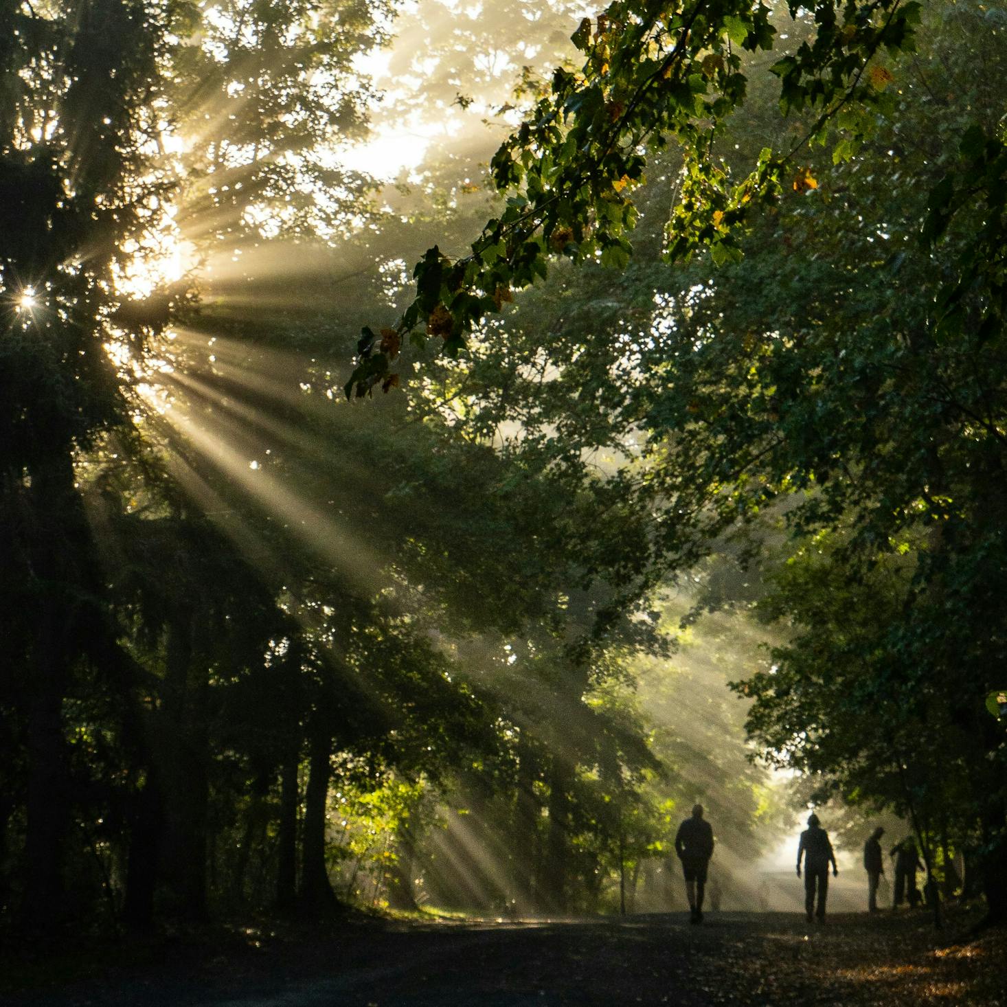 Sunlight through the trees in a park in Halifax