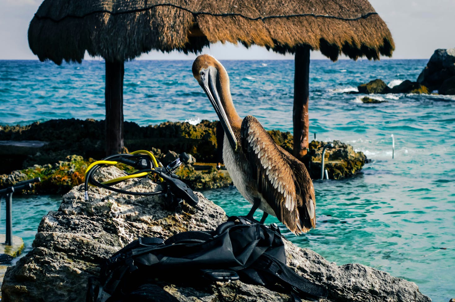 A pelican standing on a rock in the water at a Cancun beach resort