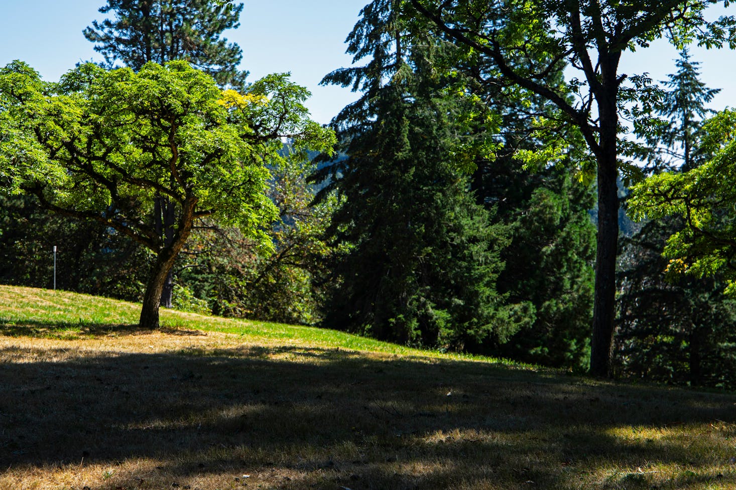 An empty park with green lawns and trees providing shade in Portland