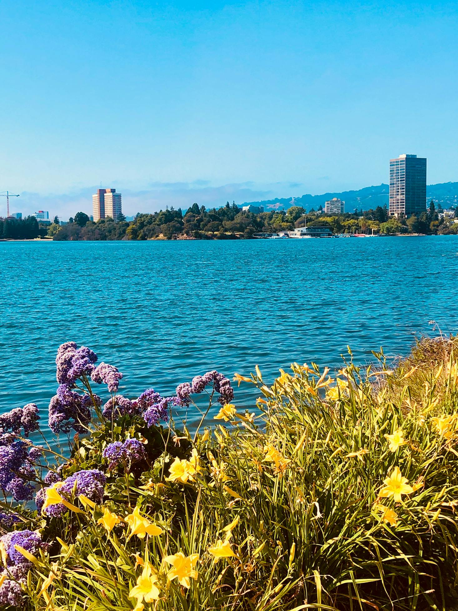 Flowers along the shoreline at Lake Merritt in Oakland