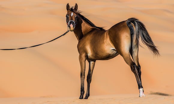 A majestic Arabian horse with a glossy coat stands gracefully on sandy terrain