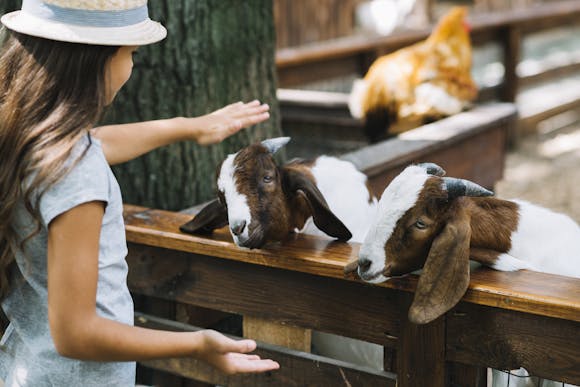 Close-up of a girl patting goats in a petting zoo at BEA Bern