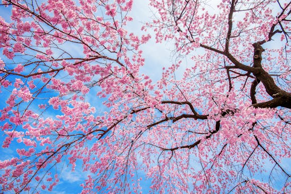 Pink cherry blossoms under the blue sky at a cherry blossom festival