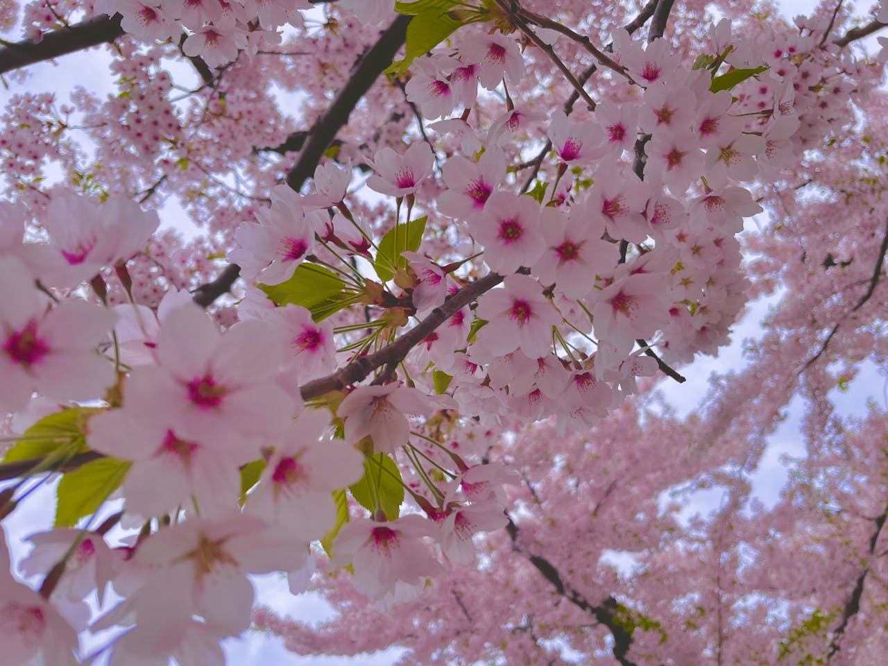 Close-up of a cherry blossom tree in Goryokaku park during the cherry blossom festival